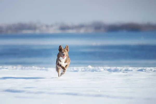 Przygraniczny Pies Collie Zimą — Zdjęcie stockowe