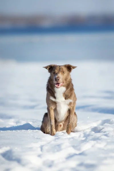 Border Collie Hund Winter — Stockfoto