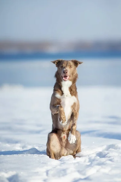 冬季的边境牧羊犬 — 图库照片