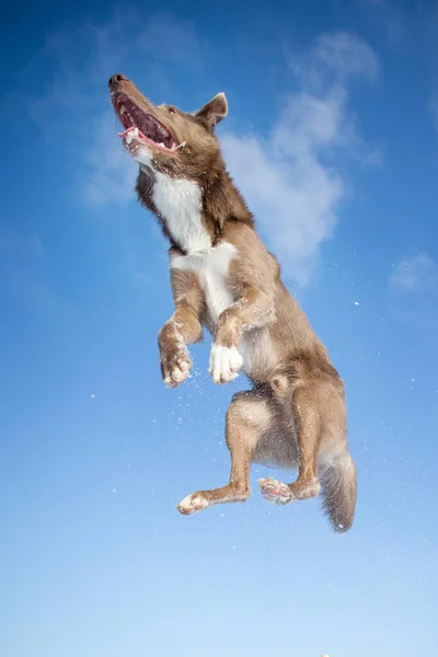 Border Collie Hund Winter — Stockfoto