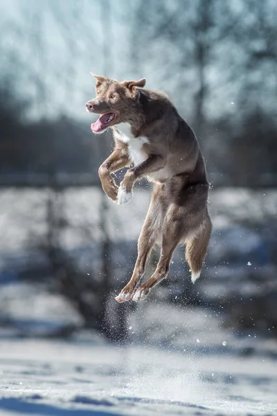 Border Collie Hund Winter — Stockfoto