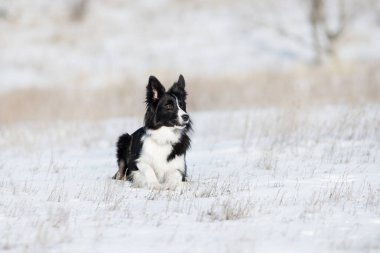 Kışın Sınır Köpeği Collie