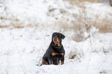 Rottweiler köpek yavruları kışın