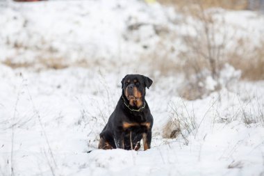 Rottweiler köpek yavruları kışın