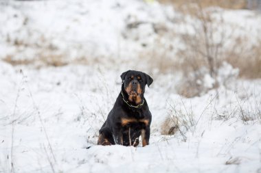 Rottweiler köpek yavruları kışın