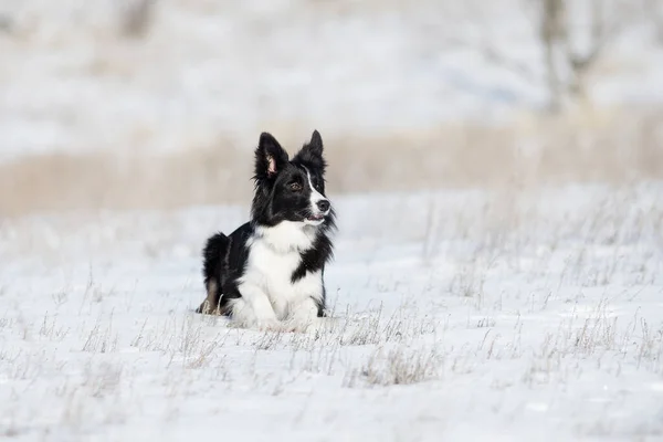 Σύνορα Σκυλί Collie Χειμώνα — Φωτογραφία Αρχείου