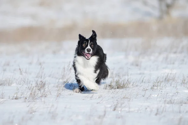 Border Collie Dog Winter — Stock Photo, Image