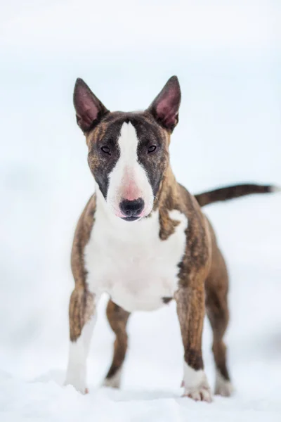 Miniatűr Bika Terrier Kutya Télen — Stock Fotó