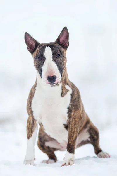 Miniatura Toro Terrier Cane Inverno — Foto Stock