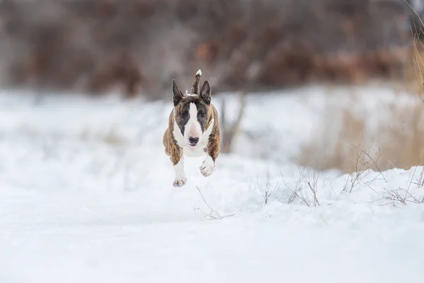 Miniatura Byk Terrier Pies Zimie — Zdjęcie stockowe