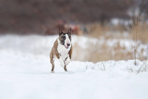 Miniature Bull Terrier Dog Winter — Stock Photo, Image