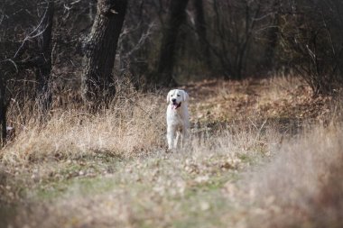 Köpek golden retriever Baharı