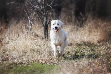 Köpek golden retriever Baharı