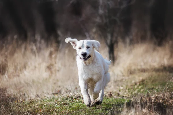Σκύλος Χρυσή Ριτρίβερ Άνοιξη — Φωτογραφία Αρχείου