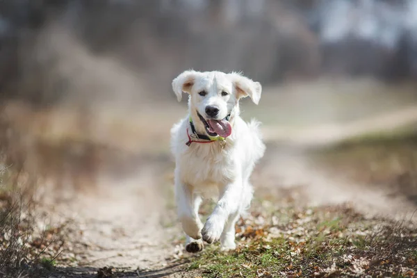 Pies Golden Retriever Wiosna — Zdjęcie stockowe