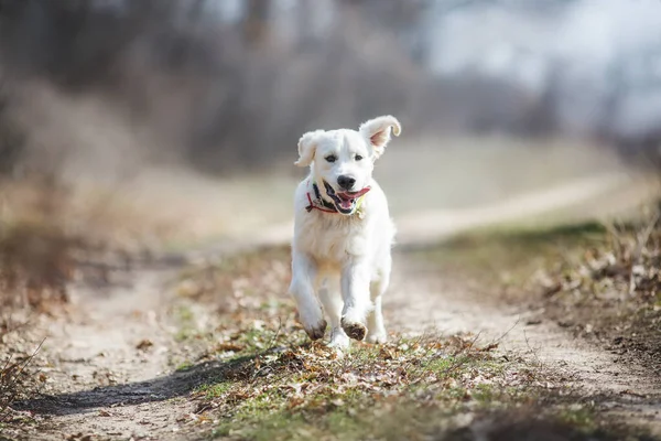 Perro Golden Retriever Primavera — Foto de Stock