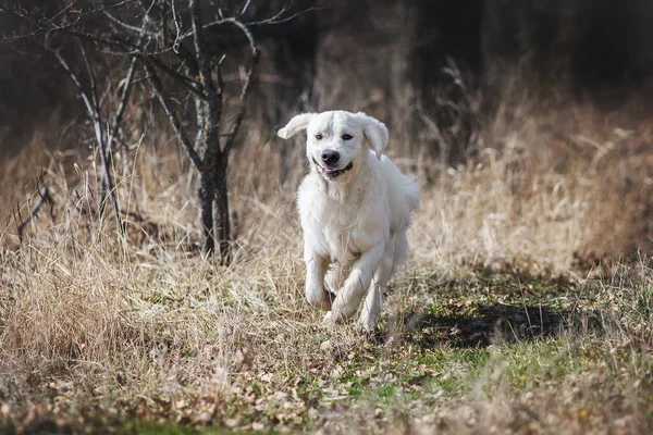 犬ゴールデンレトリバー春 — ストック写真