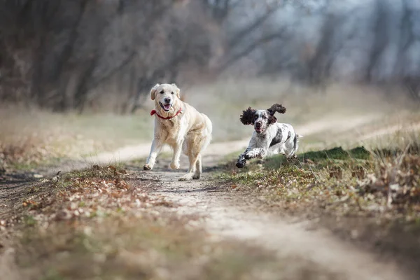 Dog Springer Spaniel Und Golden Retriever — Stockfoto