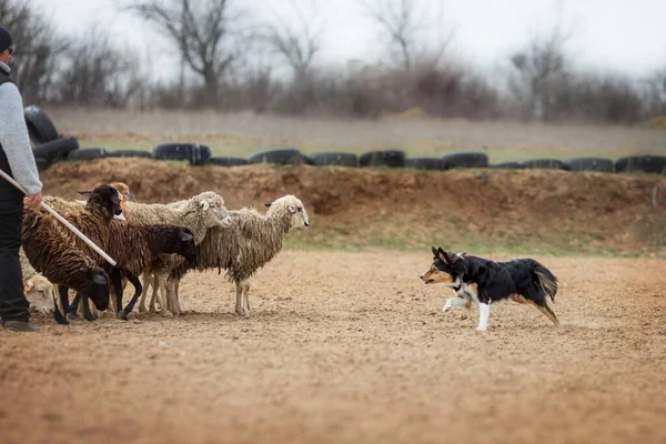 Collie Frontiera Pecore Pascolo — Foto Stock