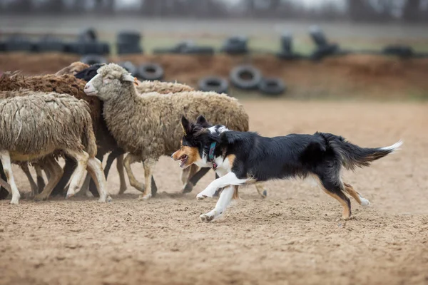 Grenscollie Grazende Schapen — Stockfoto