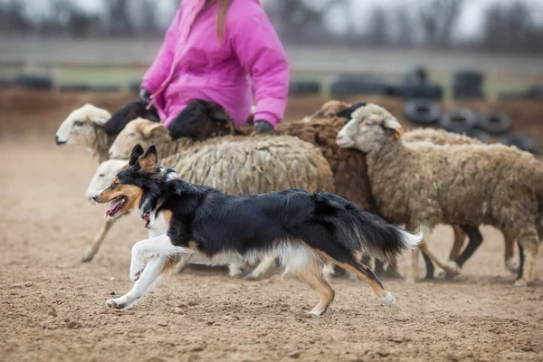 Grenscollie Grazende Schapen — Stockfoto