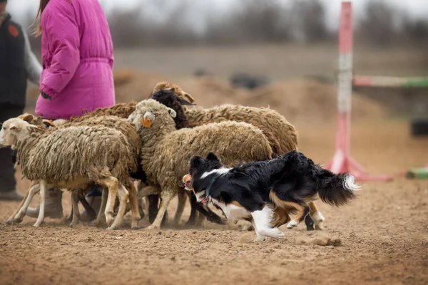 Collie Frontiera Pecore Pascolo — Foto Stock