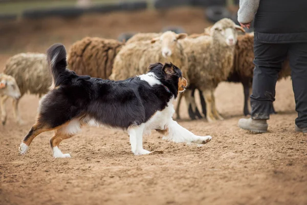 Australian Shepherd Grazing Sheep — Stock Photo, Image