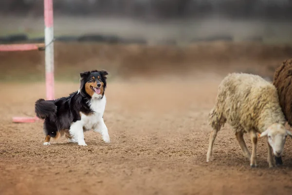 Australische Herder Grazen Schapen — Stockfoto