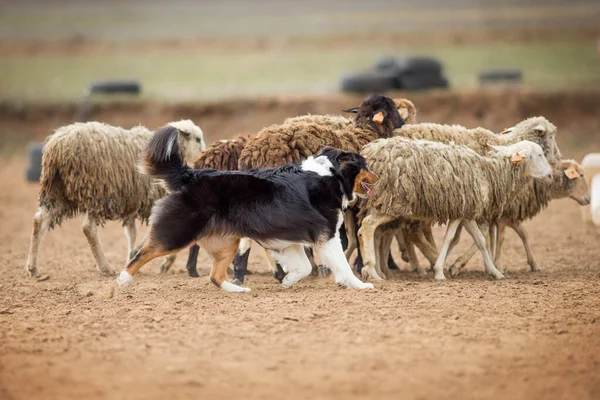 Australische Herder Grazen Schapen — Stockfoto