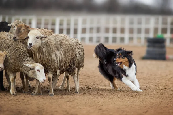 Australian Shepherd Grazing Sheep — Stock Photo, Image