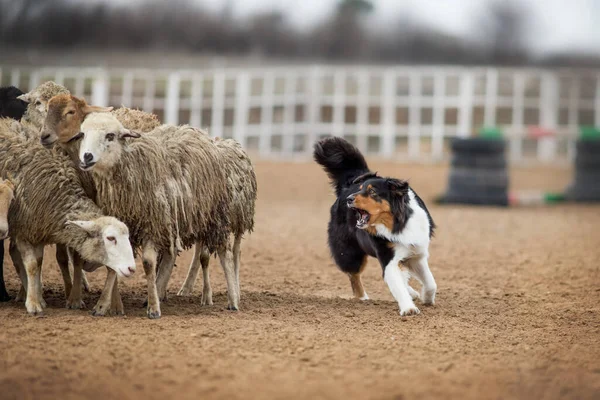 Australian Shepherd Grazing Sheep — Stock Photo, Image