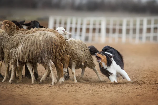 Australischer Schäferhund Weidet Schafe — Stockfoto