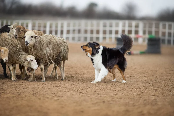 Avustralya Çobanı Otlatan Koyun — Stok fotoğraf