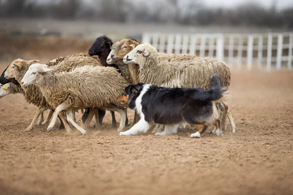 Pastor Australiano Grazing Sheep — Foto de Stock