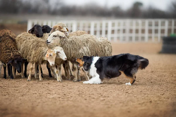 Pastor Australiano Grazing Sheep — Foto de Stock