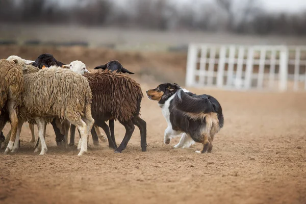 Australische Herder Grazen Schapen — Stockfoto