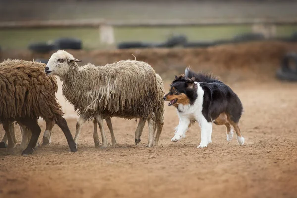 Avustralya Çobanı Otlatan Koyun — Stok fotoğraf