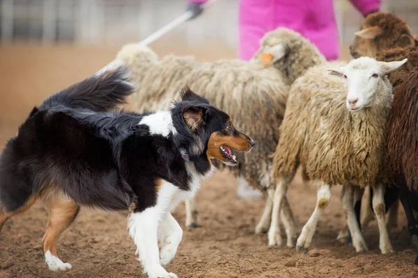 Australian Shepherd Grazing Sheep — Stock Photo, Image