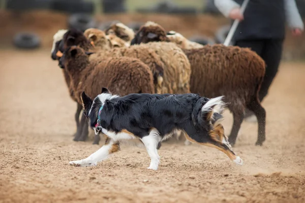 Border Collie Grazing Sheep — Stock Photo, Image