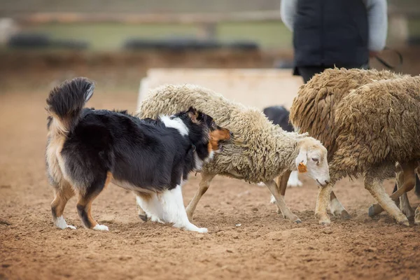 Australian Shepherd Grazing Sheep — Stock Photo, Image