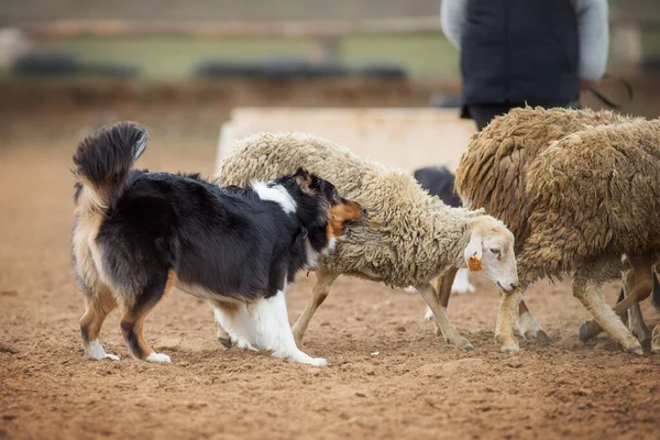 Australischer Schäferhund Weidet Schafe — Stockfoto