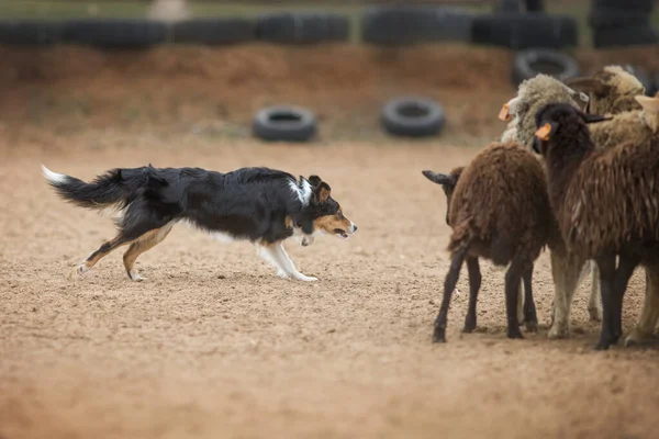 Collie Frontiera Pecore Pascolo — Foto Stock