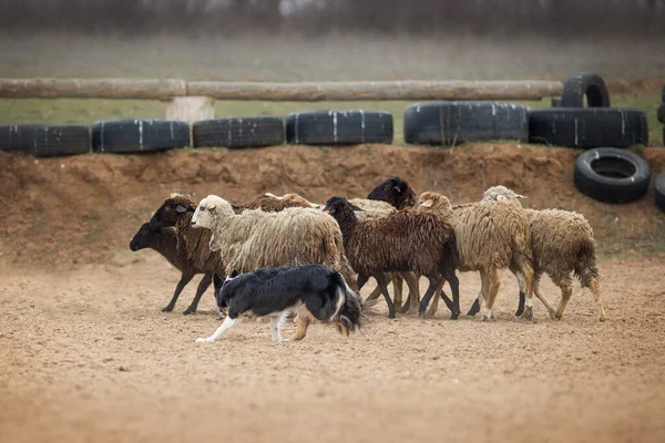 Border Collie Pastoreo Ovejas — Foto de Stock