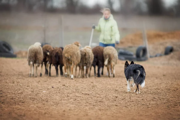 Grenscollie Grazende Schapen — Stockfoto