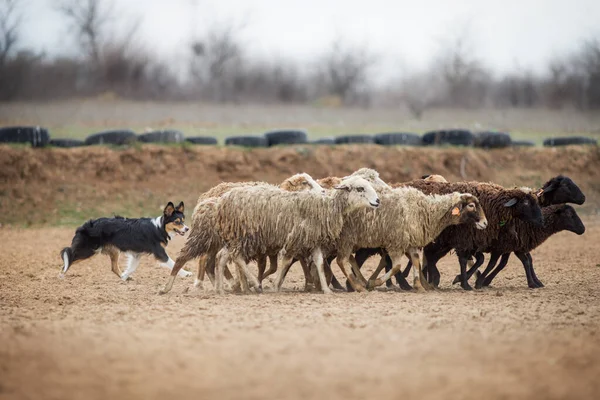 Border Collie Pastoreo Ovejas — Foto de Stock