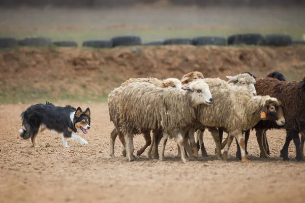 Grenscollie Grazende Schapen — Stockfoto