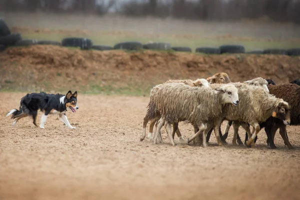Border Collie Grazing Sheep — Stock Photo, Image