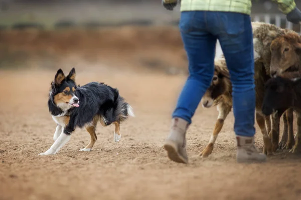 Collie Frontiera Pecore Pascolo — Foto Stock