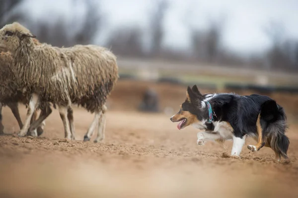 Sınır Çobanı Otlayan Koyunlar — Stok fotoğraf