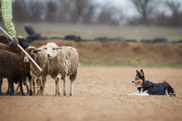 ボーダーコリー放牧羊 — ストック写真
